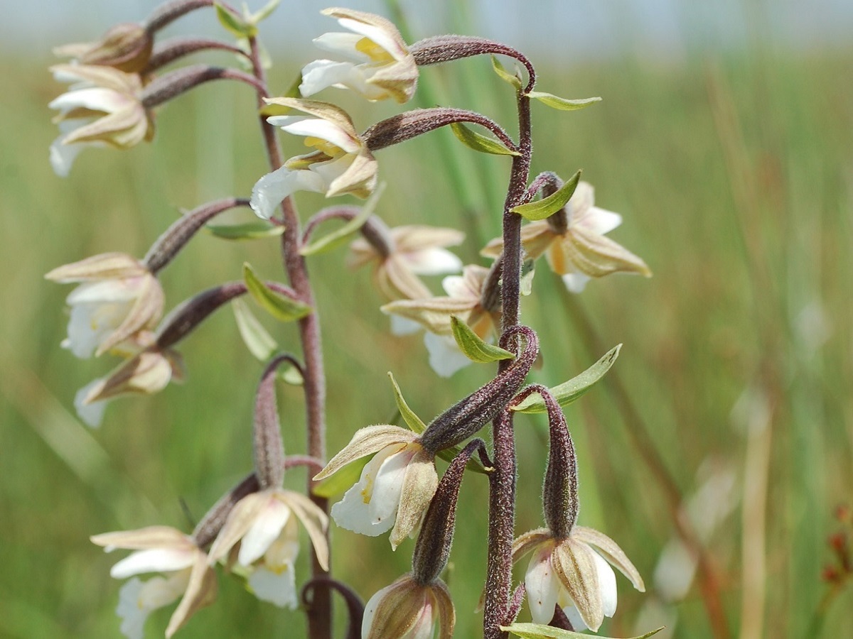 Epipactis palustris (Orchidaceae)